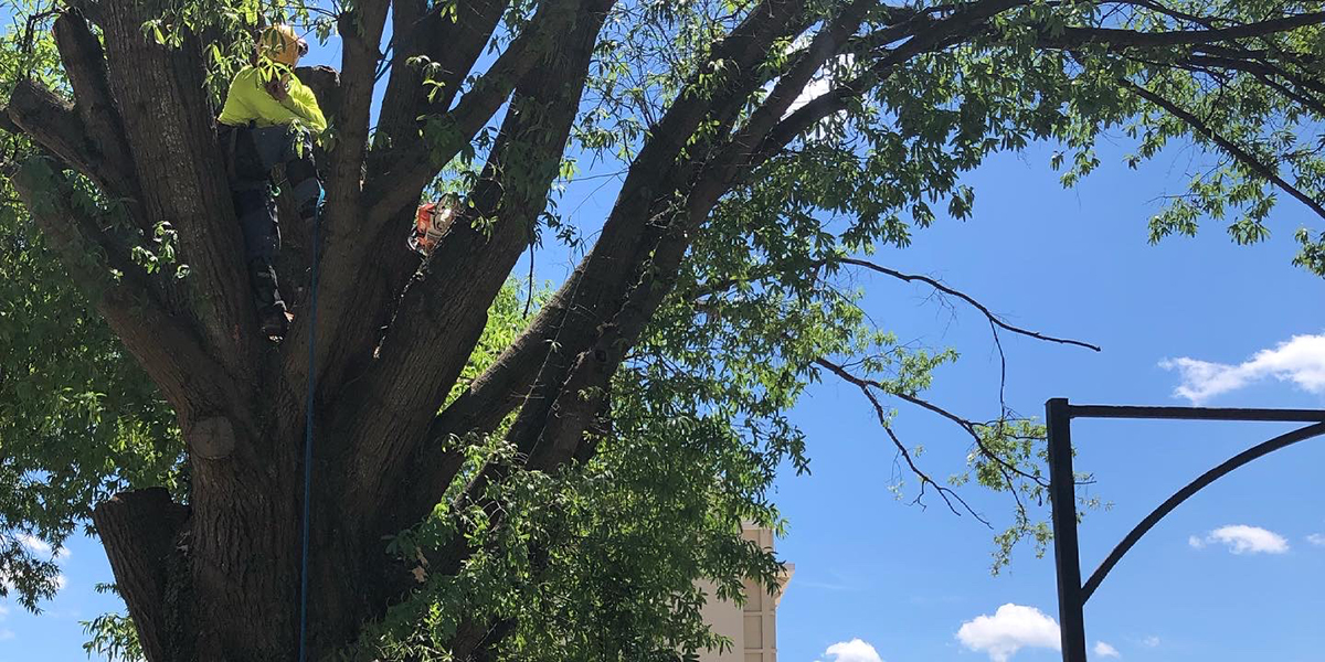 can trimming a tree kill it 1 - J&D Tree Pros