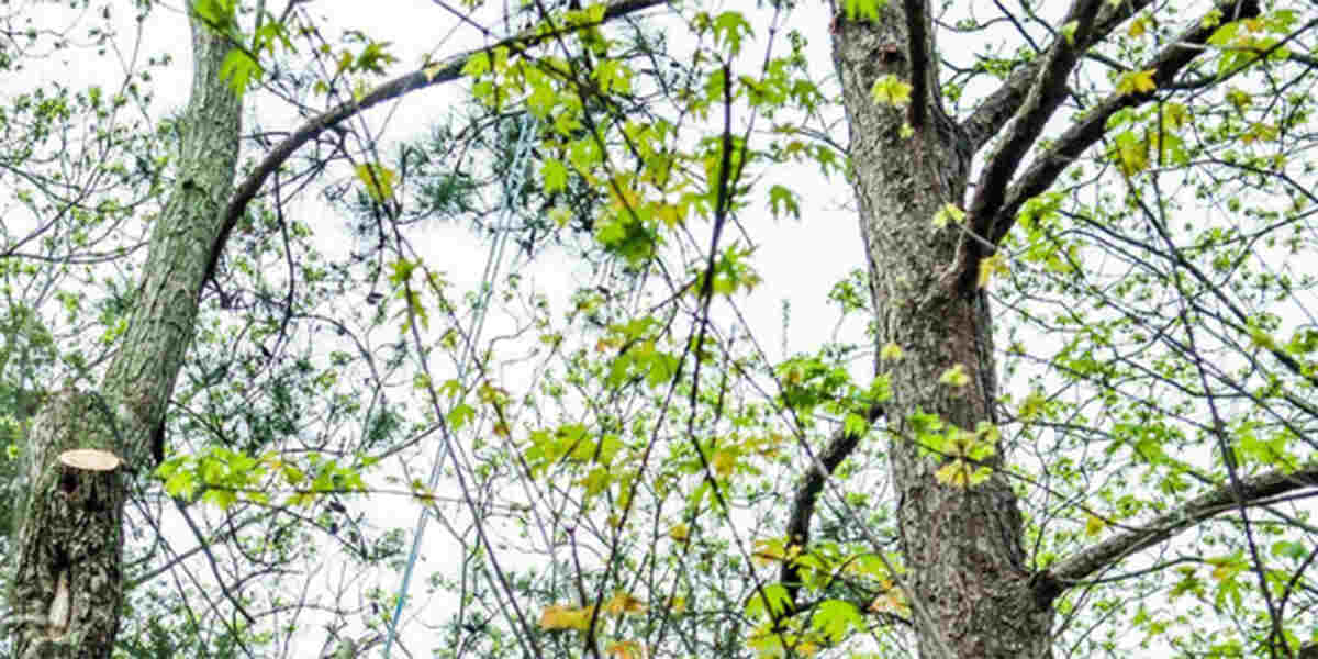 chlorosis in trees