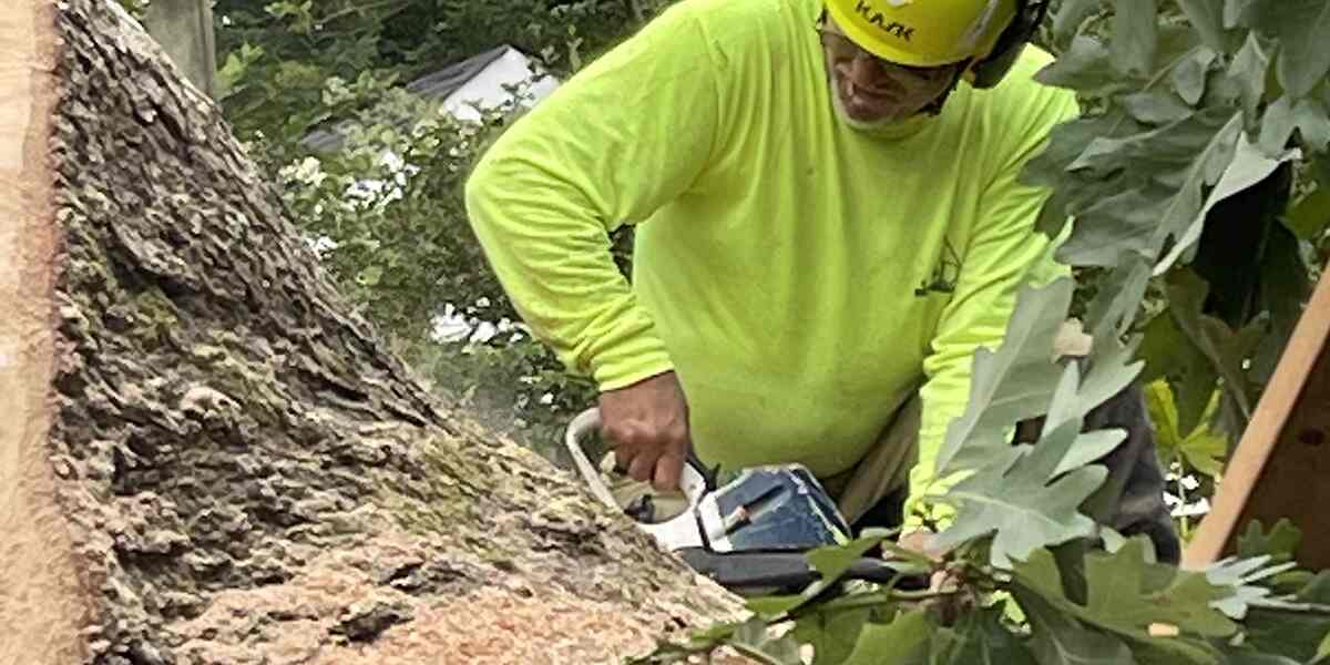 Reasons to Avoid Cutting Trees Down Without Expert Help