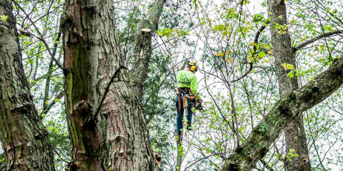 How to Keep Trees Healthy 5 Tree Care and Maintenance Tips