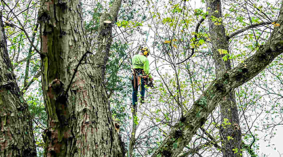Is Pruning Good for Trees? What You Need to Know
