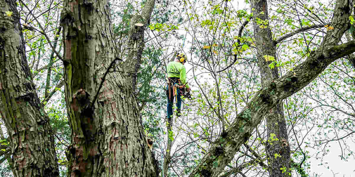 Is Pruning Good for Trees? Proper Pruning and Tree Health