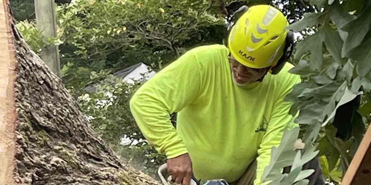 should you cut dead limbs off tree