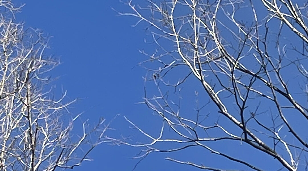 What Is Tree Topping and How Does It Affect Your Trees?